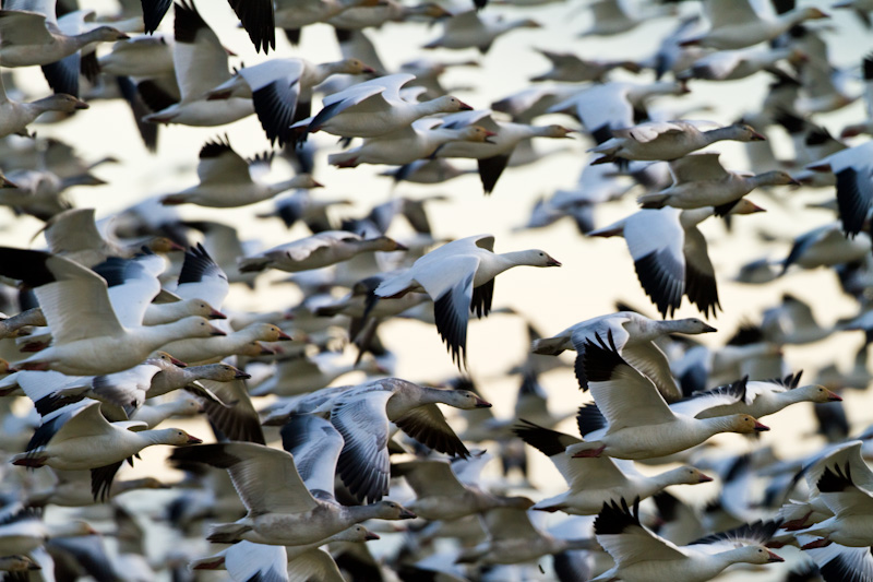 Snow Geese In Flight